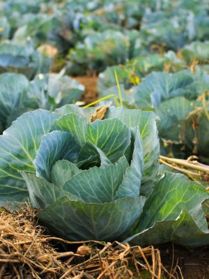 arnaldo-aldana-HfH5yd70ox8-unsplash