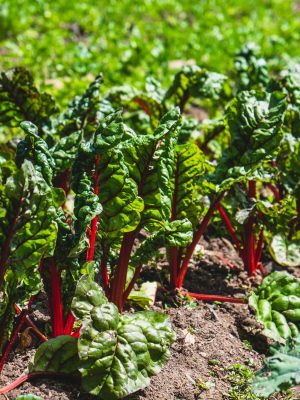 ronan-furuta-UeIgm1JZJ_8-unsplash